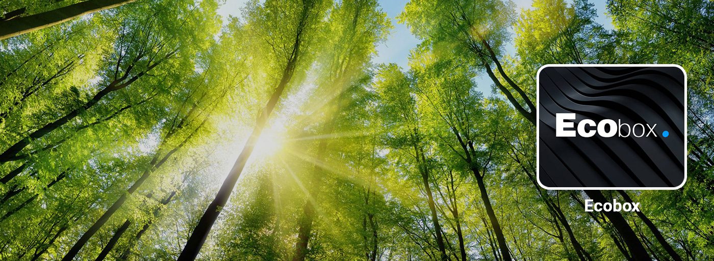 Forêt verte ensoleillée